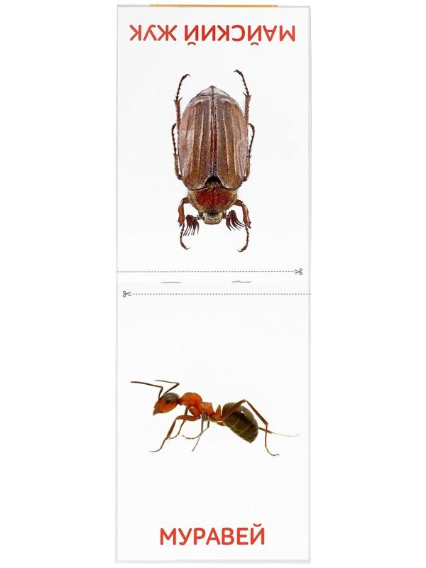 Обучающие карточки Г. Домана «Насекомые», на скрепке, 20 стр.