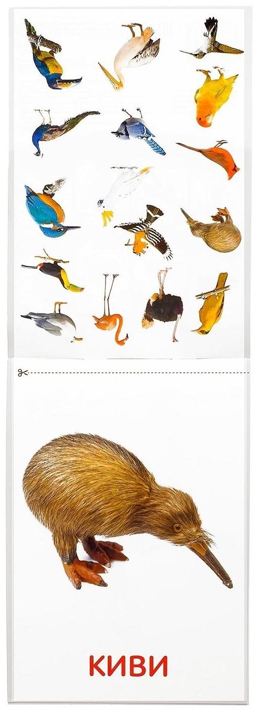 Обучающие карточки Г. Домана «Птицы», на скрепке, 20 стр.