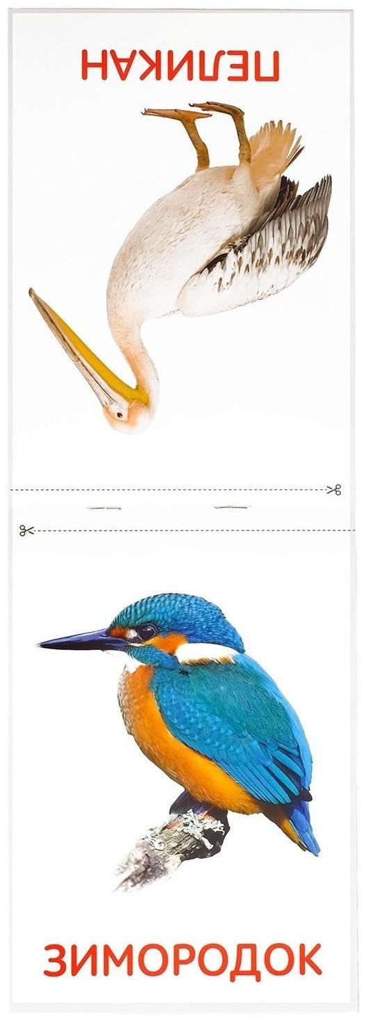 Обучающие карточки Г. Домана «Птицы», на скрепке, 20 стр.