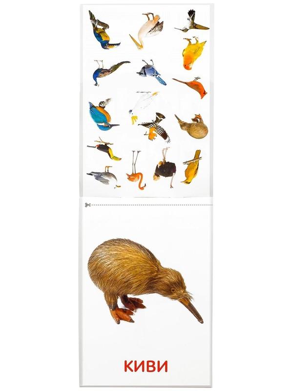 Обучающие карточки Г. Домана «Птицы», на скрепке, 20 стр.