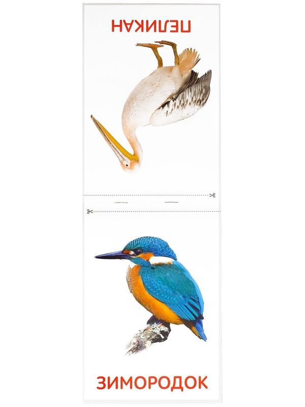 Обучающие карточки Г. Домана «Птицы», на скрепке, 20 стр.