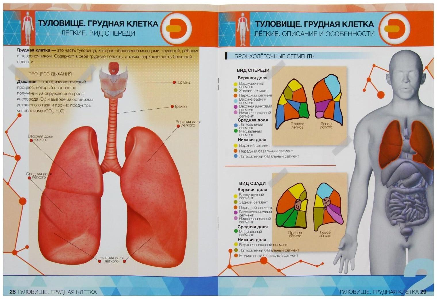 Энциклопедия 4D в дополненной реальности «Анатомия: органы человека»