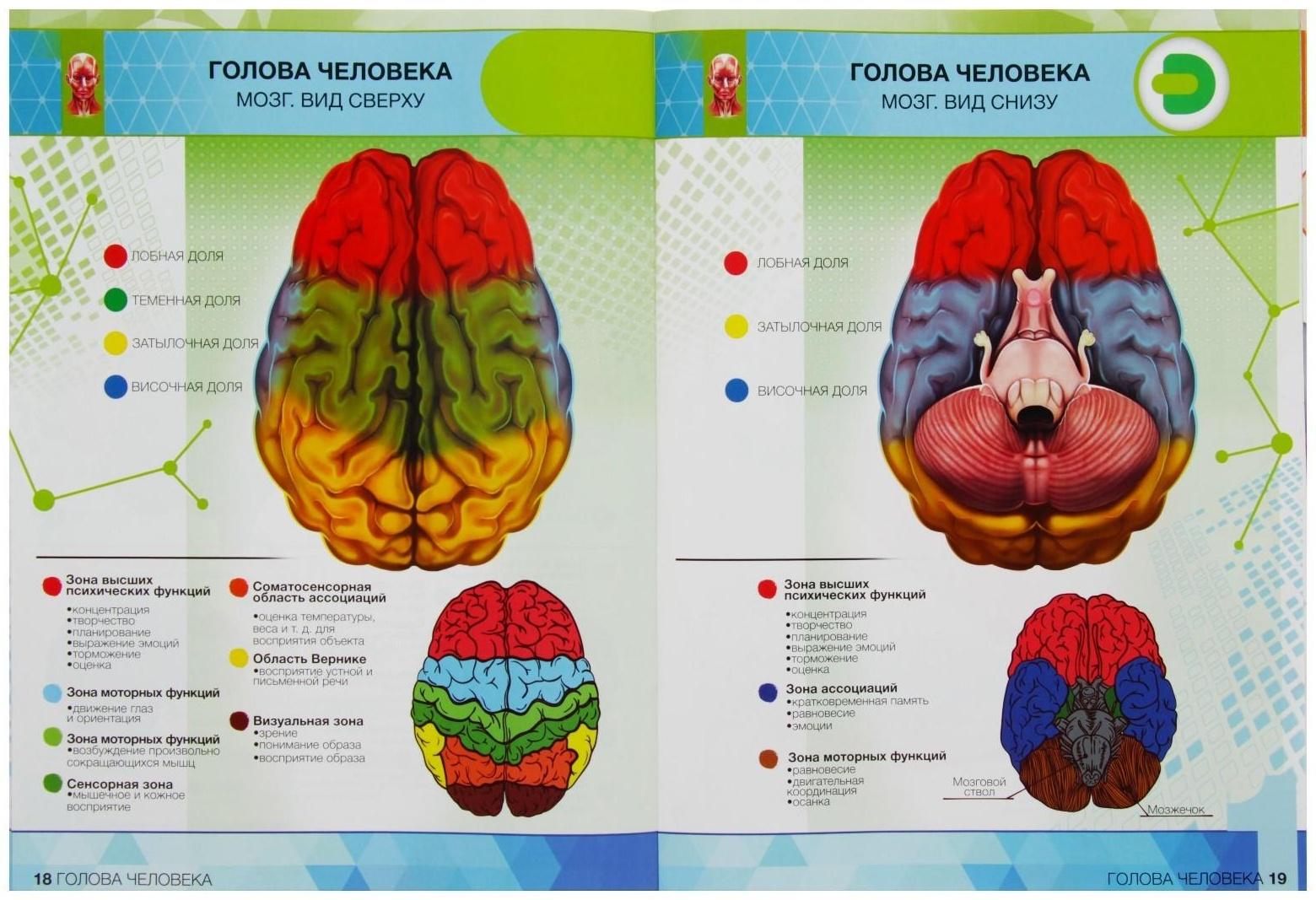 Энциклопедия 4D в дополненной реальности «Анатомия: органы человека»