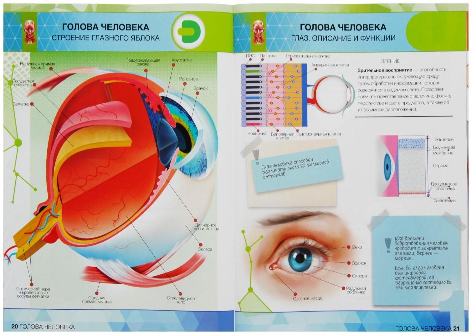 Энциклопедия 4D в дополненной реальности «Анатомия: органы человека»
