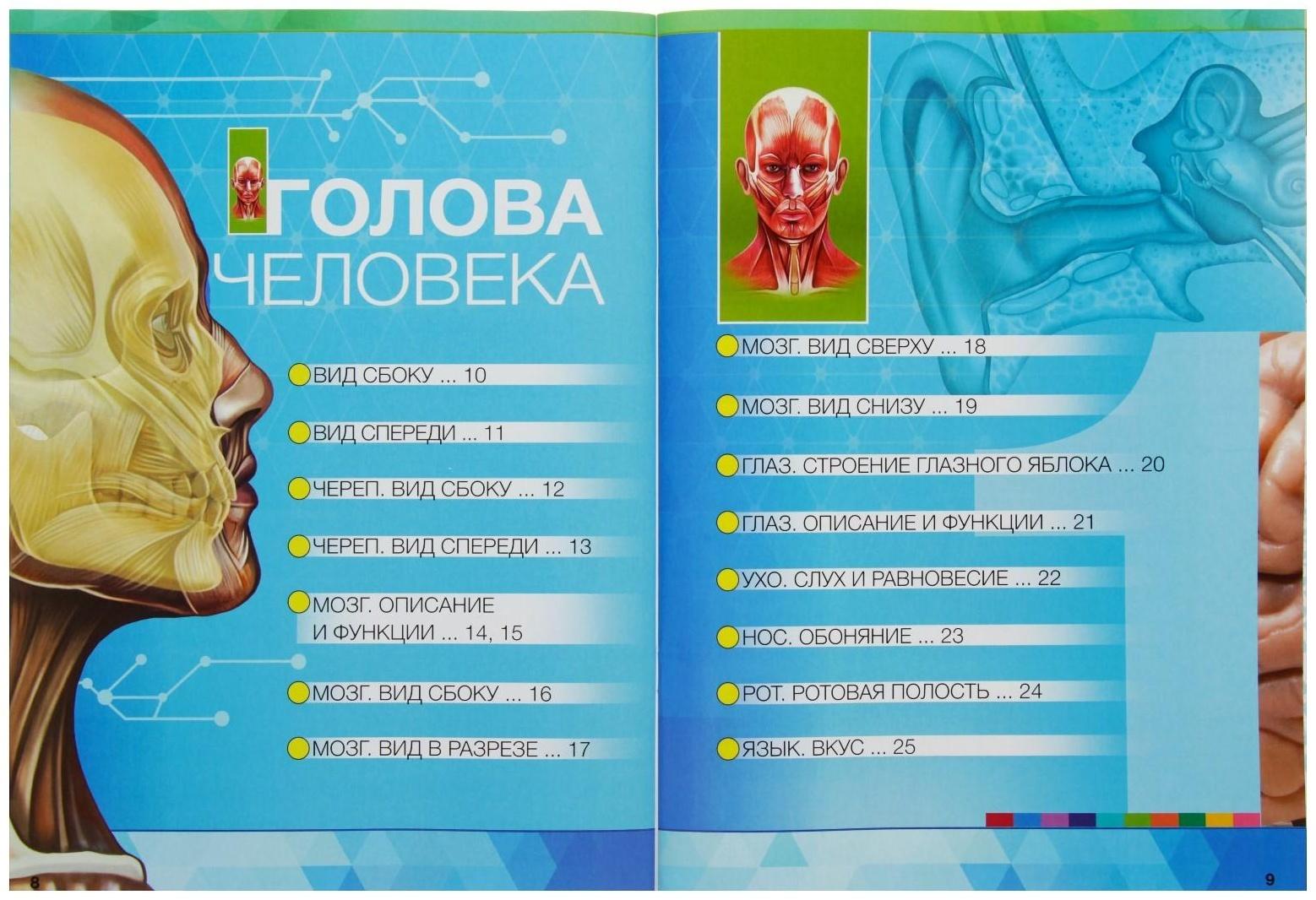 Энциклопедия 4D в дополненной реальности «Анатомия: органы человека»