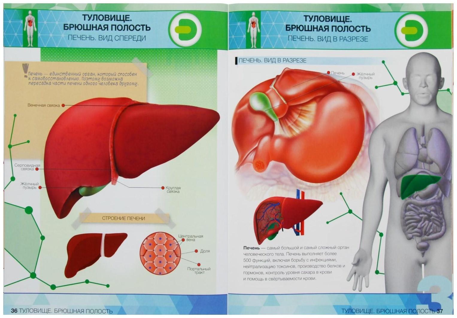 Энциклопедия 4D в дополненной реальности «Анатомия: органы человека»