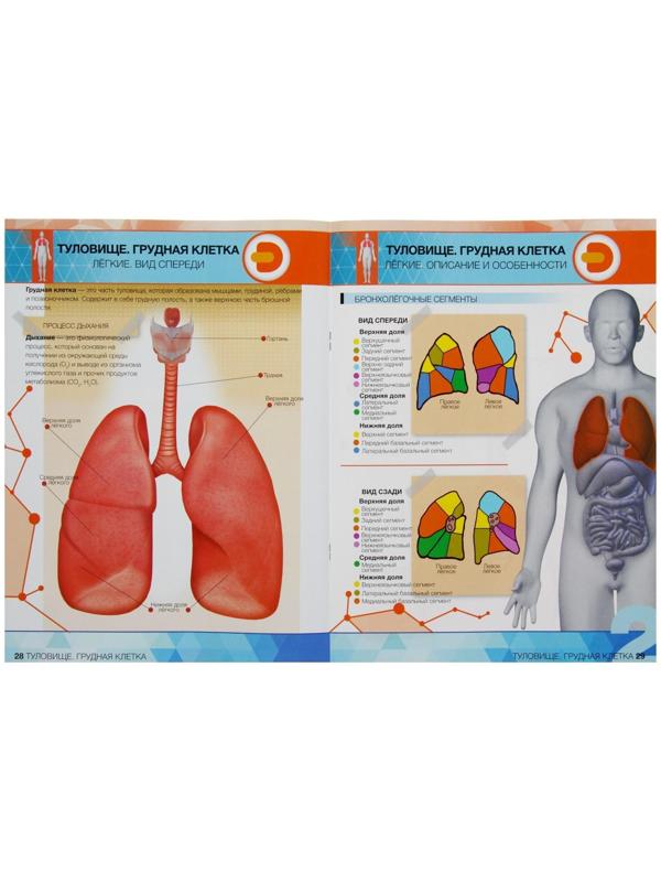 Энциклопедия 4D в дополненной реальности «Анатомия: органы человека»