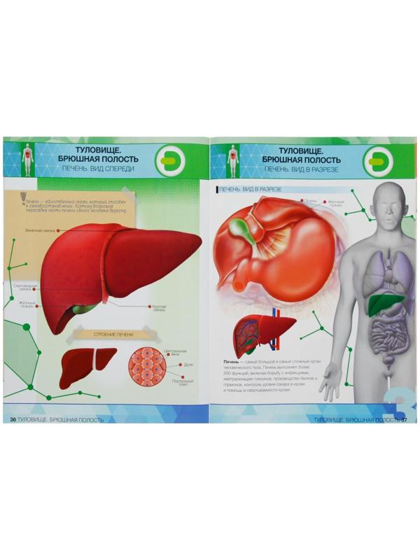 Энциклопедия 4D в дополненной реальности «Анатомия: органы человека»