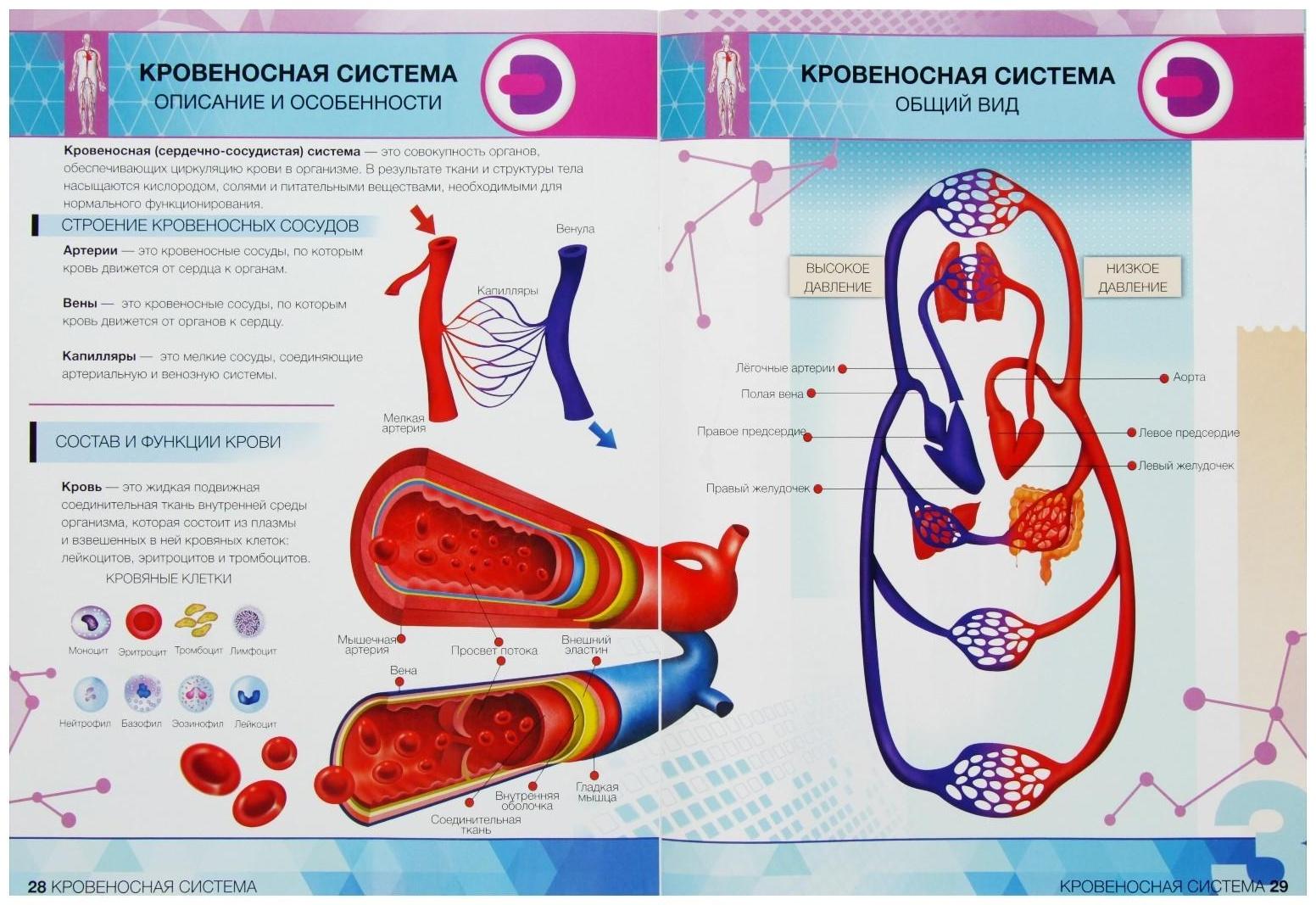 Энциклопедия 4D в дополненной реальности «Анатомия: тело человека»