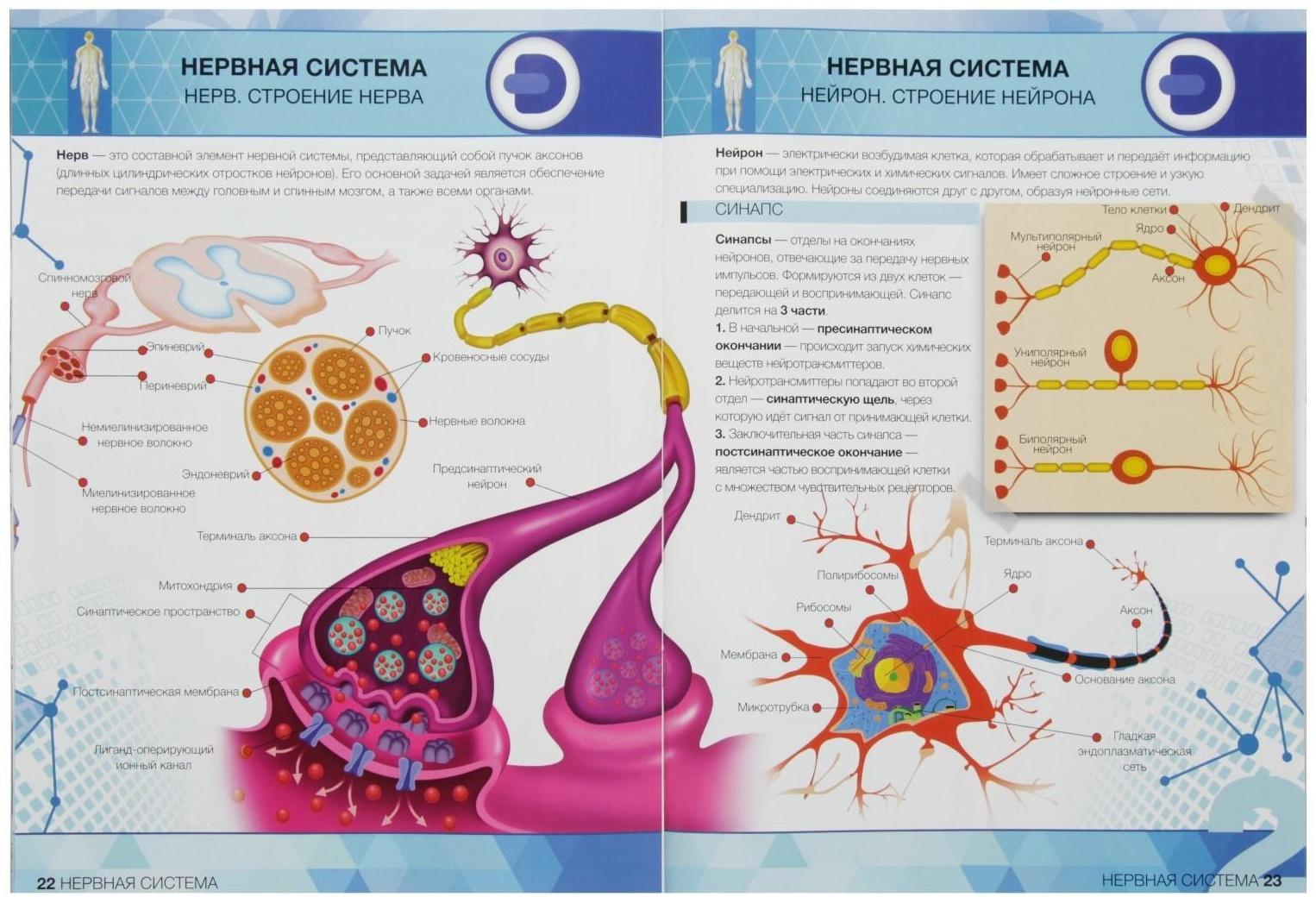 Энциклопедия 4D в дополненной реальности «Анатомия: тело человека»