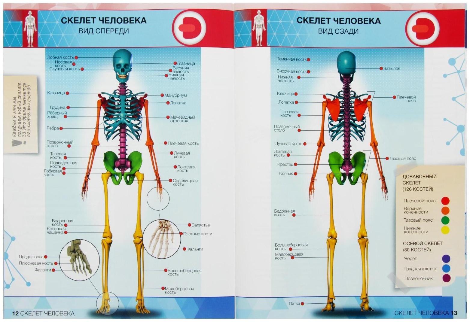 Энциклопедия 4D в дополненной реальности «Анатомия: тело человека»
