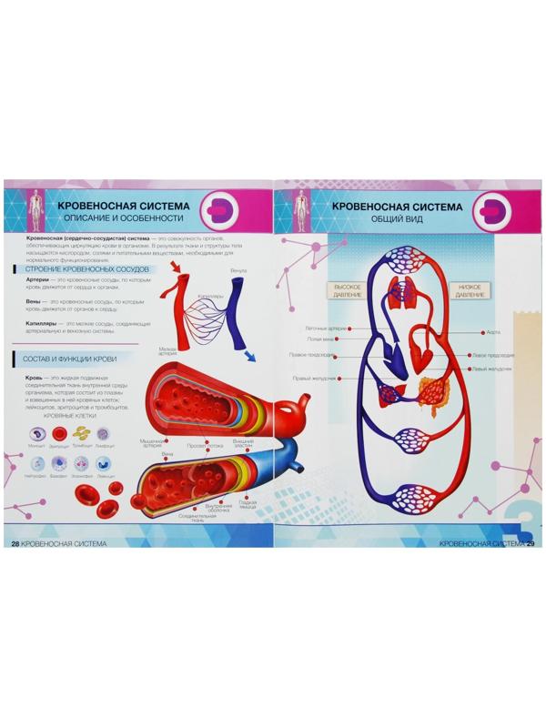 Энциклопедия 4D в дополненной реальности «Анатомия: тело человека»