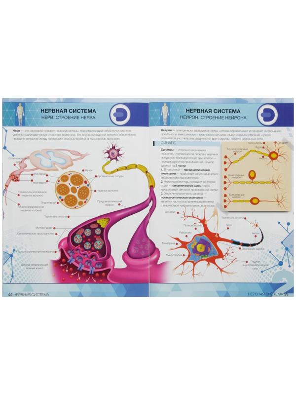Энциклопедия 4D в дополненной реальности «Анатомия: тело человека»