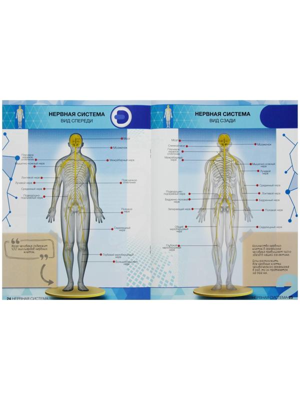 Энциклопедия 4D в дополненной реальности «Анатомия: тело человека»