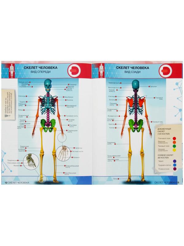 Энциклопедия 4D в дополненной реальности «Анатомия: тело человека»