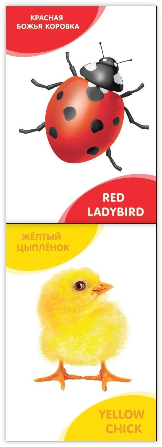 Книги развивающие набор «Растём вместе. Английский язык», 20 стр.