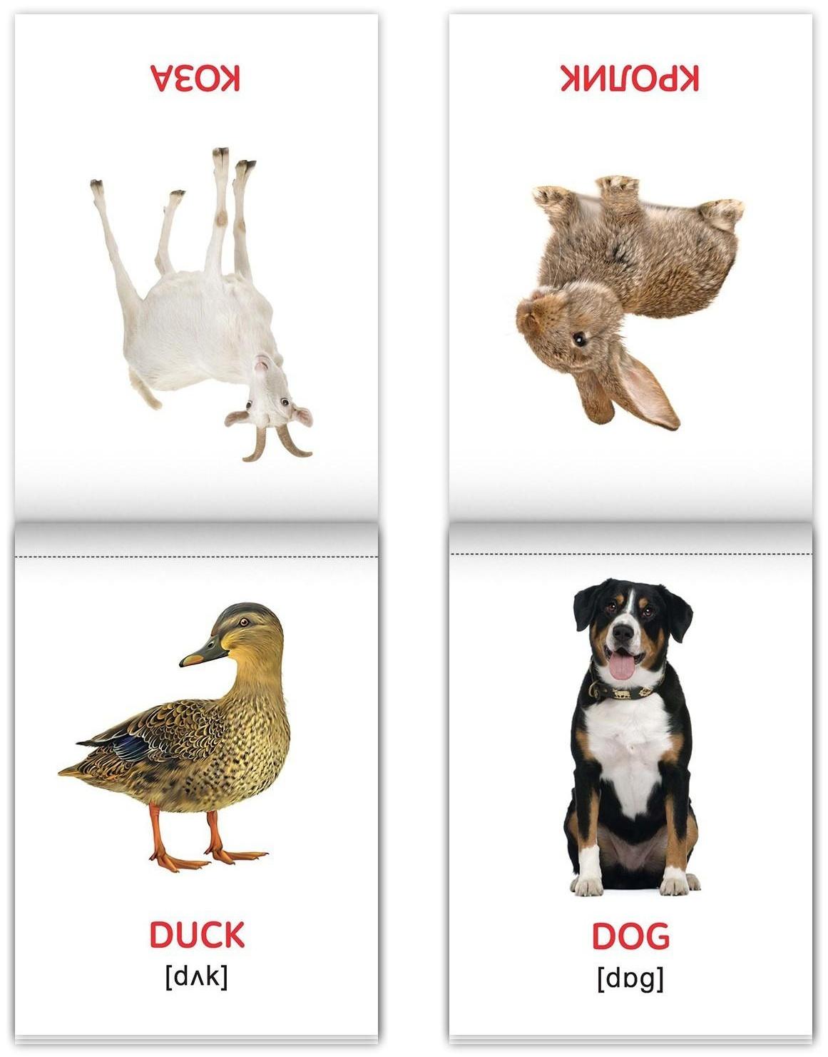 Книги набор «Карточки Домана на английском языке», 8 шт. по 24 стр.