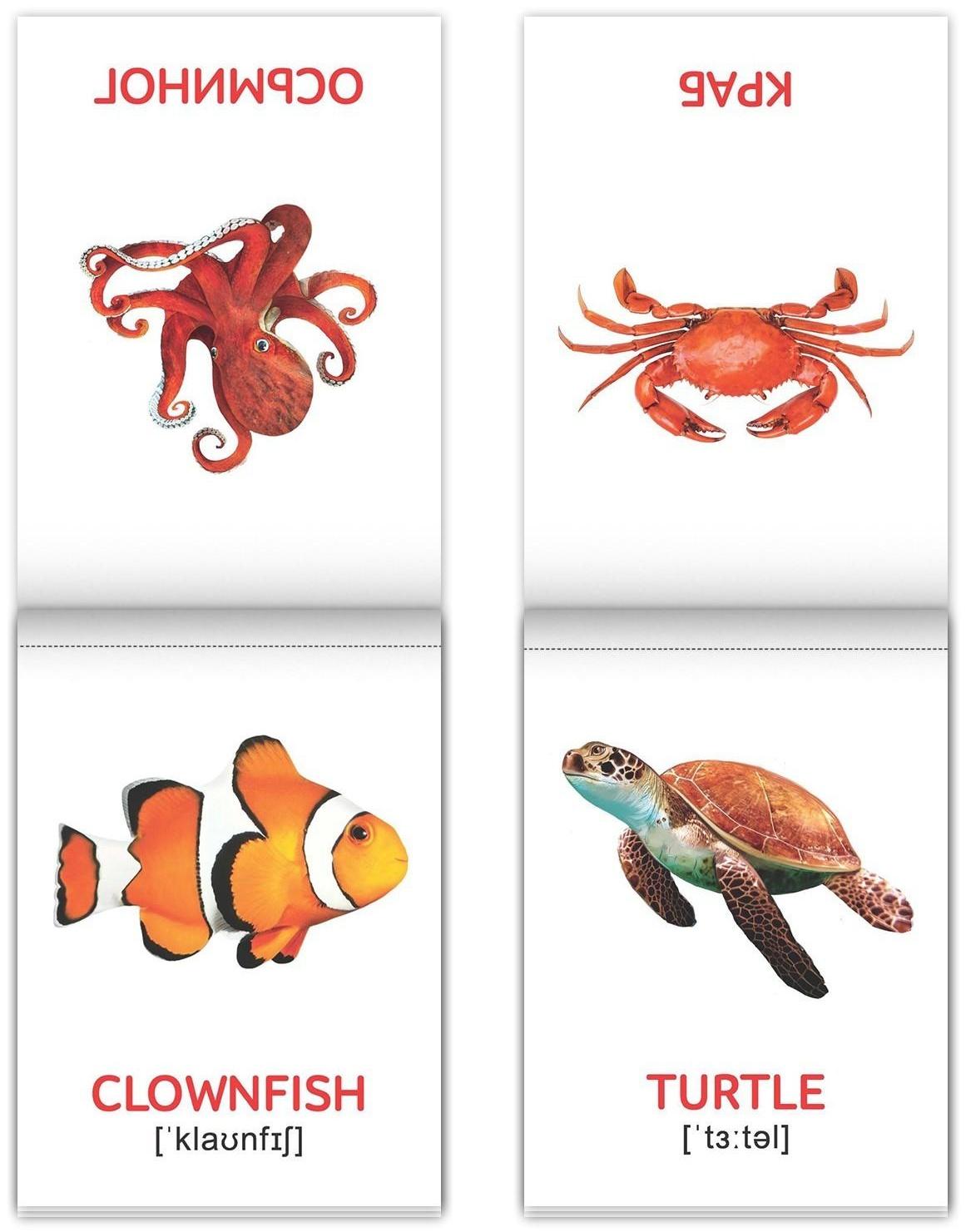 Книги набор «Карточки Домана на английском языке», 8 шт. по 24 стр.