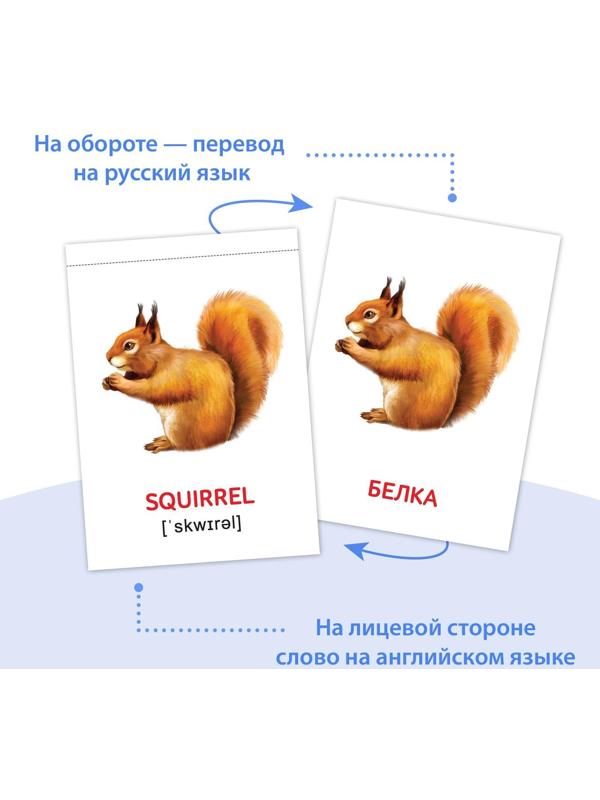 Книги набор «Карточки Домана на английском языке», 8 шт. по 24 стр.