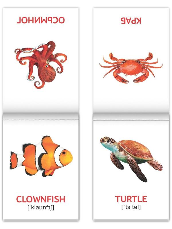 Книги набор «Карточки Домана на английском языке», 8 шт. по 24 стр.