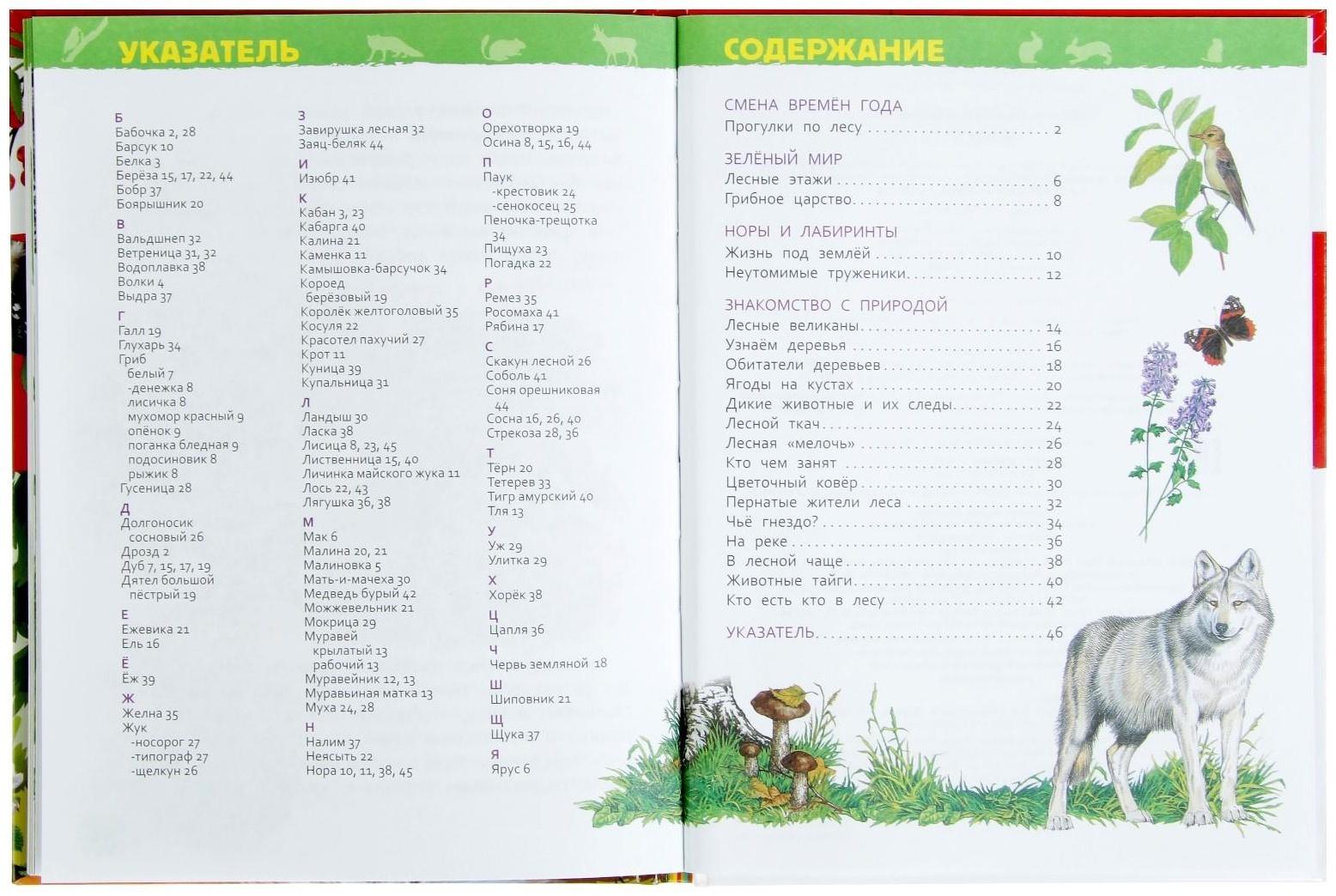 Энциклопедия для детского сада «В лесу»