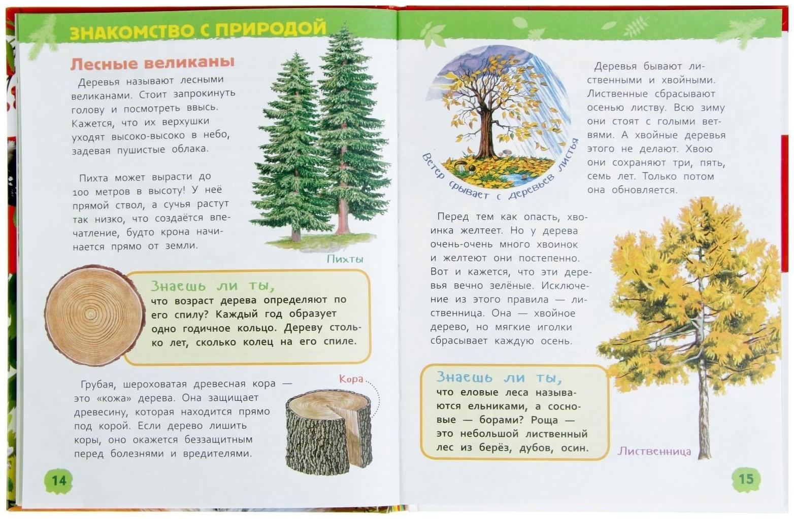 Энциклопедия для детского сада «В лесу»