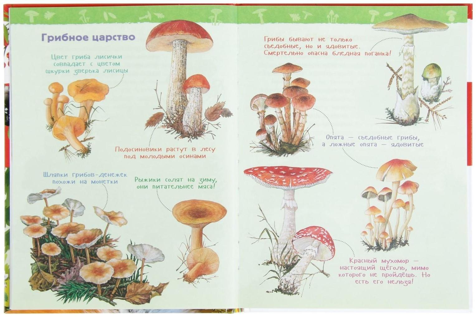 Энциклопедия для детского сада «В лесу»