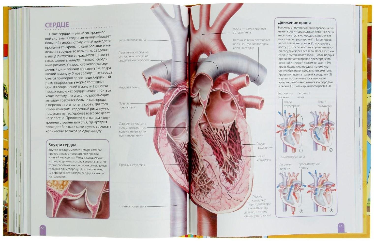 Большая энциклопедия школьника «Как это работает?»