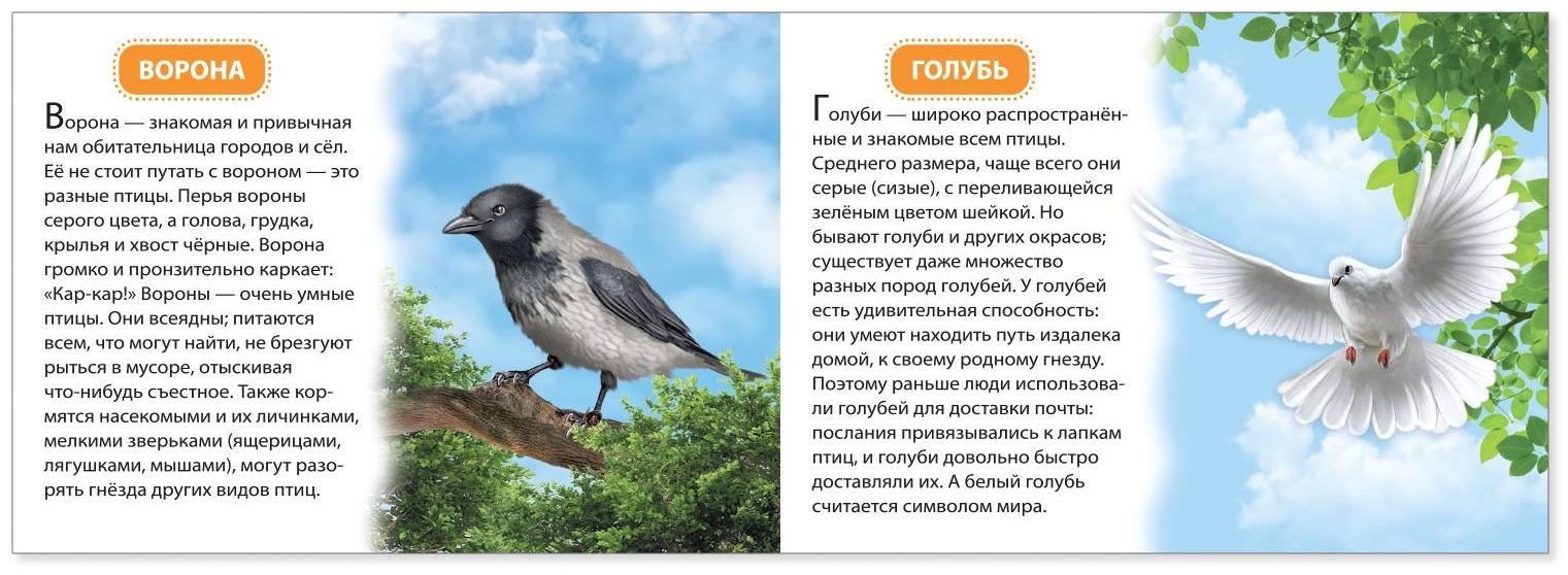 Обучающая книжка «Птицы», 18 птиц
