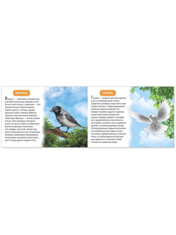 Обучающая книжка «Птицы», 18 птиц