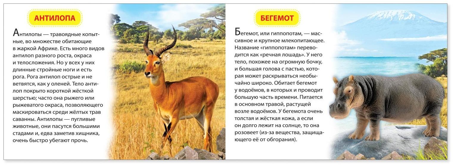 Обучающая книжка «Животные жарких стран», 18 животных