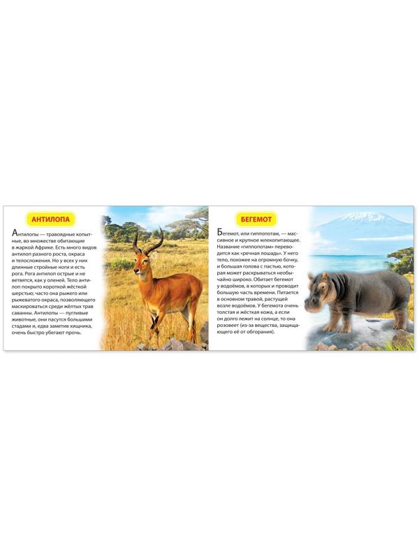 Обучающая книжка «Животные жарких стран», 18 животных
