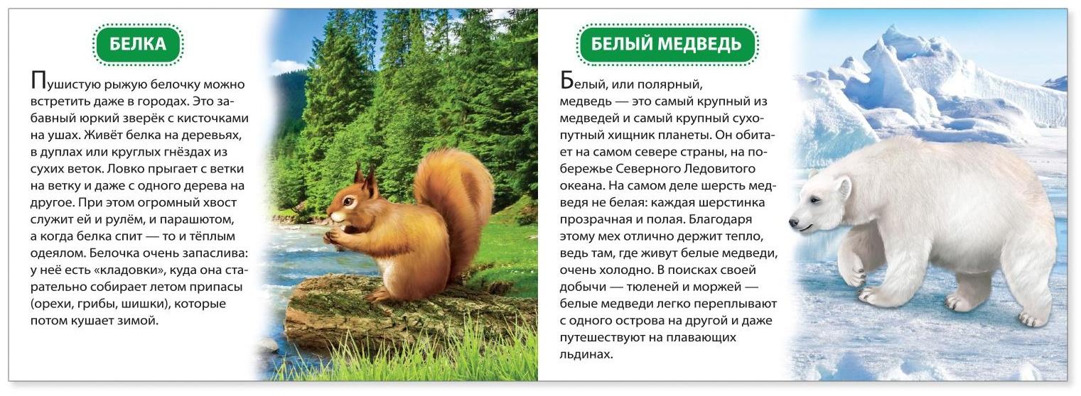 Обучающая книжка «Животные России», 18 животных