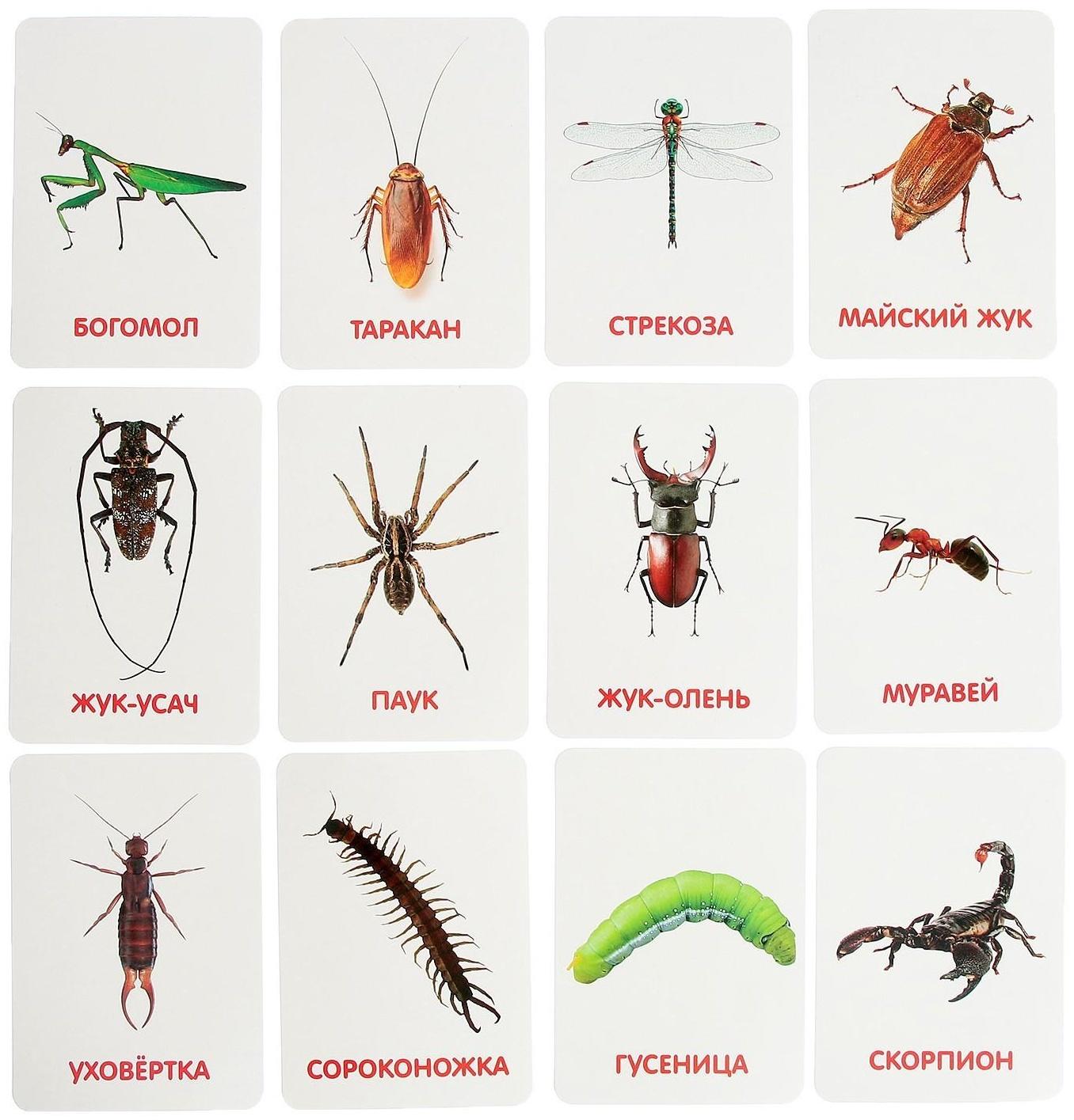 Развивающий набор с карточками «Мир насекомых», по методике Домана