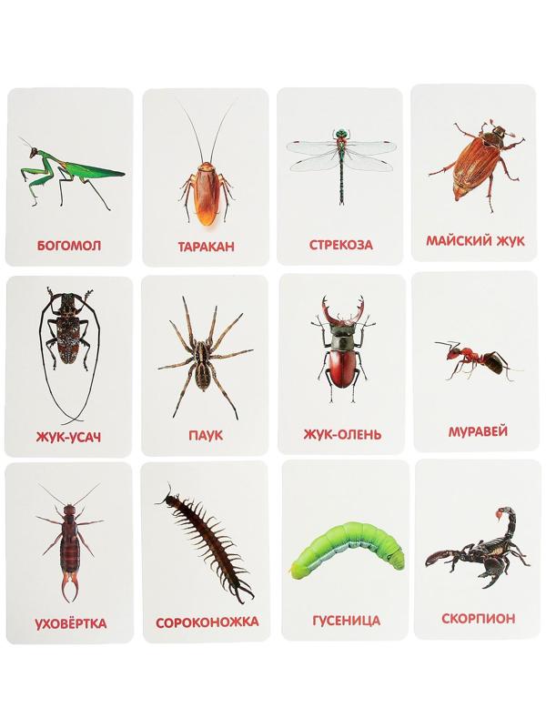 Развивающий набор с карточками «Мир насекомых», по методике Домана
