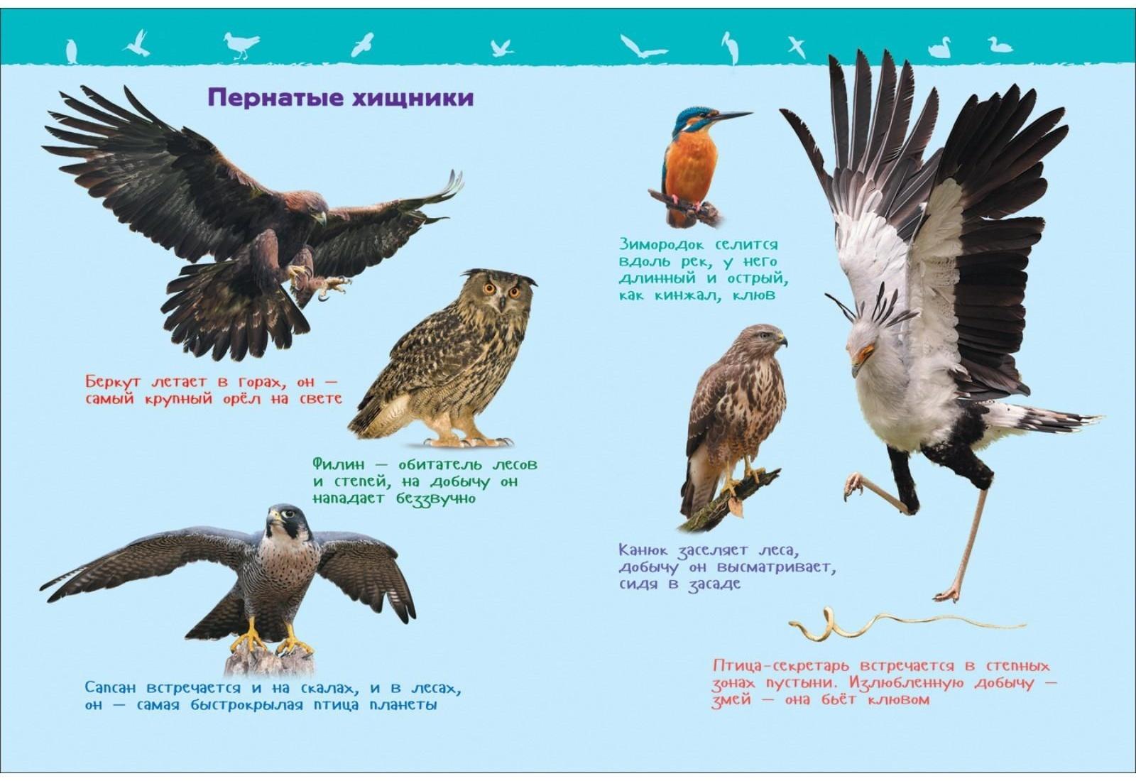 Энциклопедия для детского сада «Птицы», Гальцева С. Н.