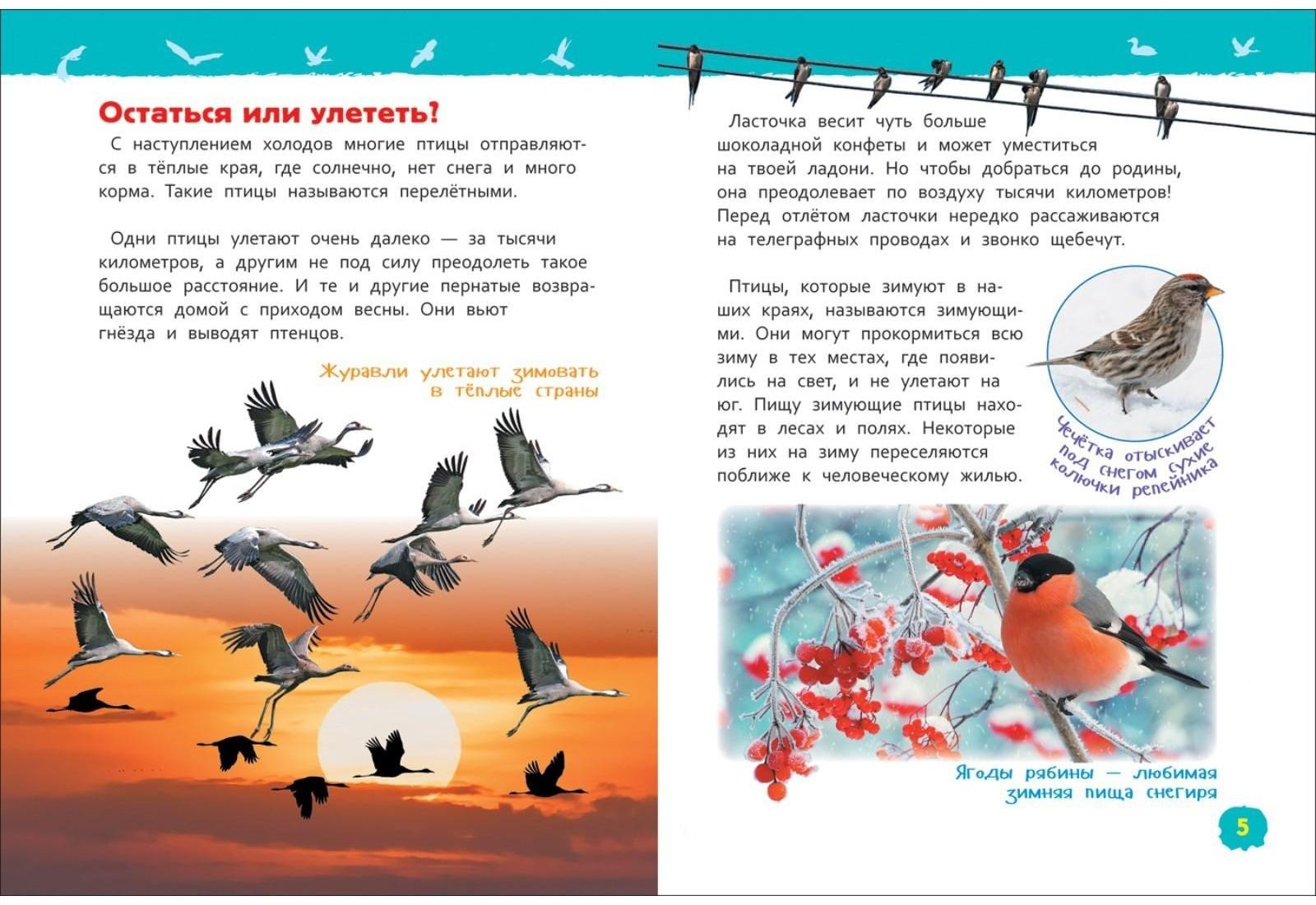 Энциклопедия для детского сада «Птицы», Гальцева С. Н.