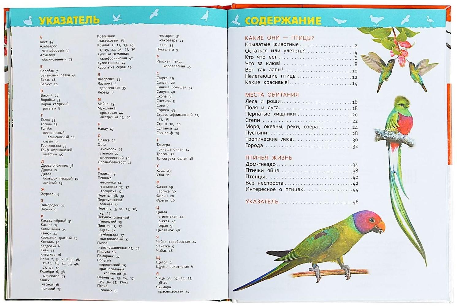 Энциклопедия для детского сада «Птицы», Гальцева С. Н.