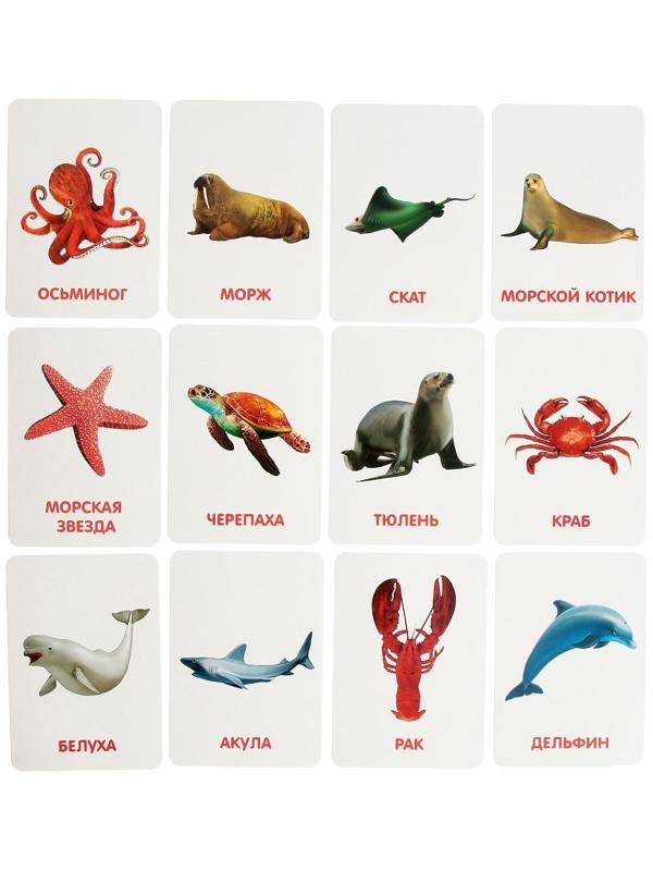 Развивающий набор с карточками «Водные животные», по методике Домана