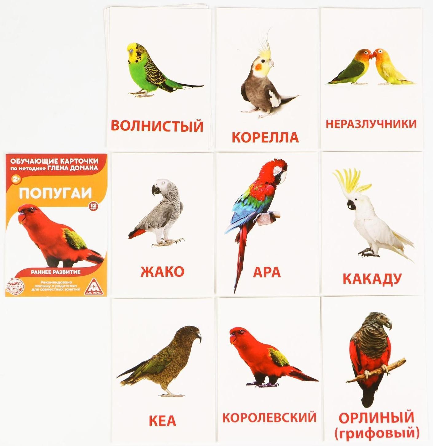 Обучающие карточки по методике Г. Домана «Расширяем кругозор», 10 штук, А6, 2+