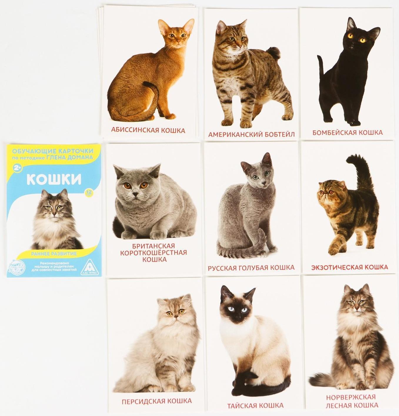 Обучающие карточки по методике Г. Домана «Расширяем кругозор», 10 штук, А6, 2+