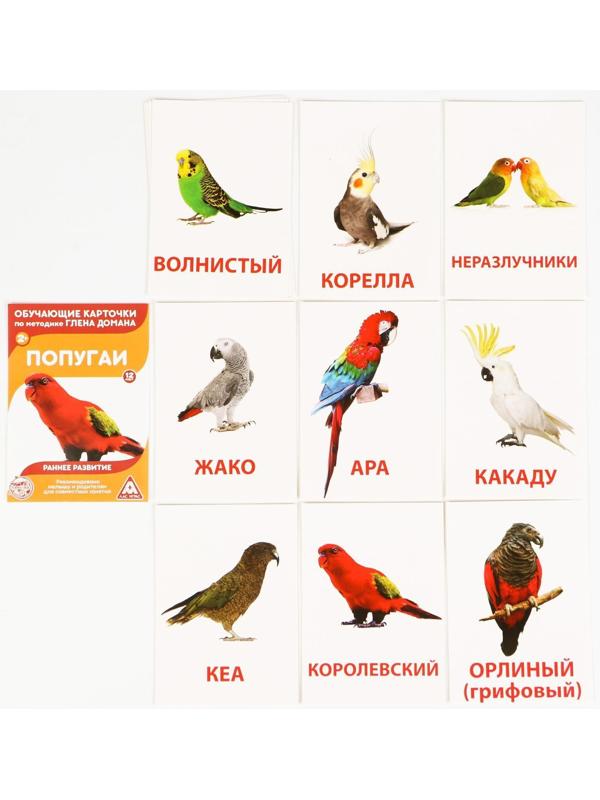 Обучающие карточки по методике Г. Домана «Расширяем кругозор», 10 штук, А6, 2+