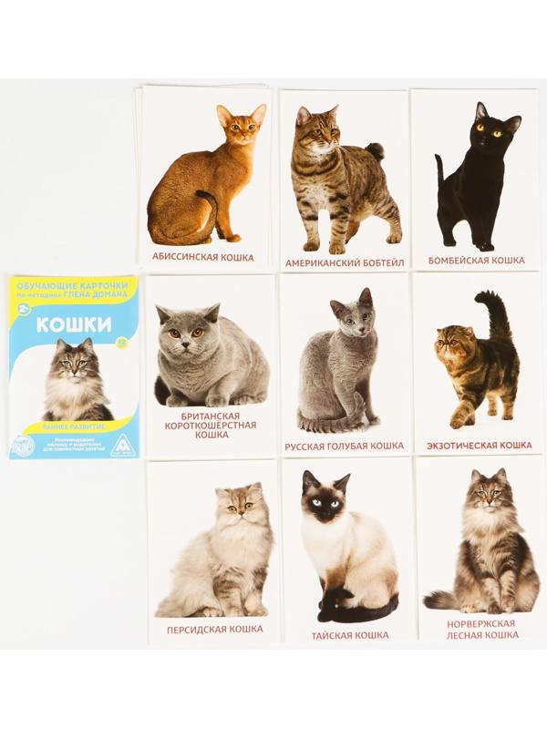 Обучающие карточки по методике Г. Домана «Расширяем кругозор», 10 штук, А6, 2+