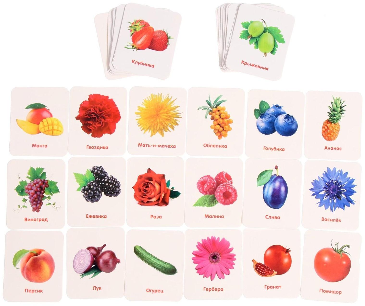 Сортер «Растительный мир» с карточками Домана