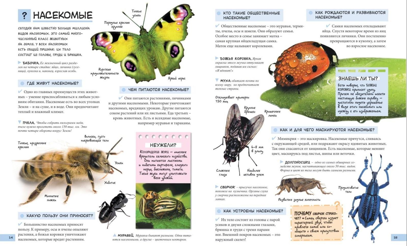 «Большой подарок школьнику»