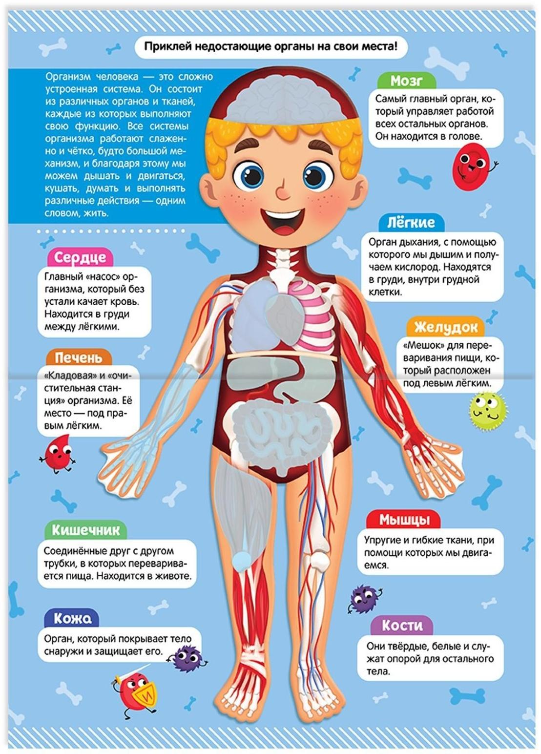 Наклейки «Как устроено моё тело», 16 стр.