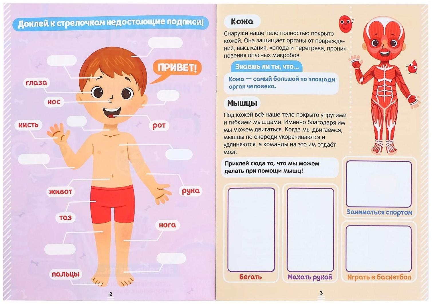 Наклейки «Как устроено моё тело», 16 стр.