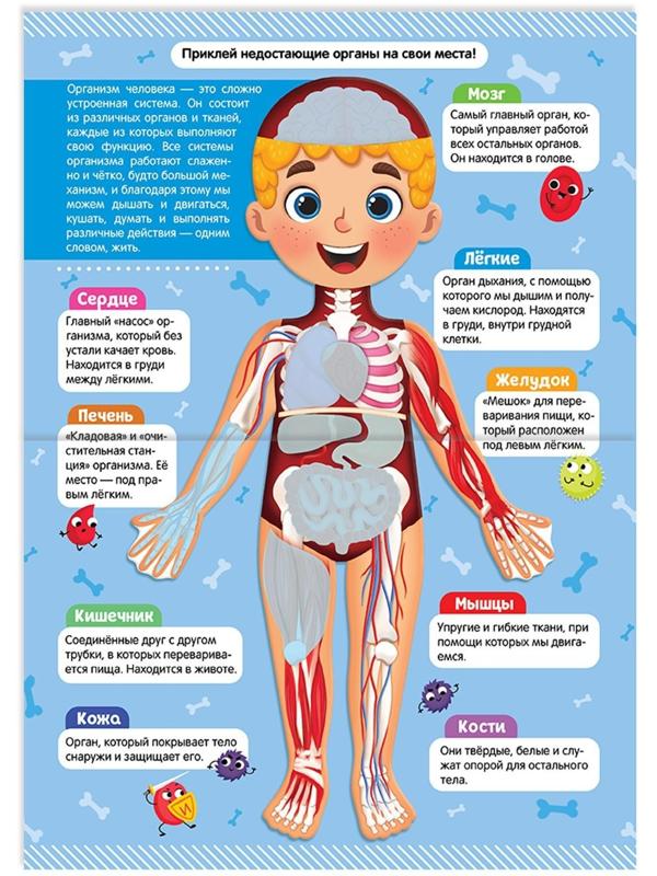 Наклейки «Как устроено моё тело», 16 стр.