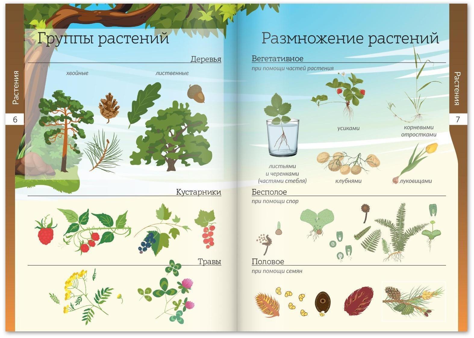 Набор книжек-шпаргалок «Мир природы и человека», 6 шт.