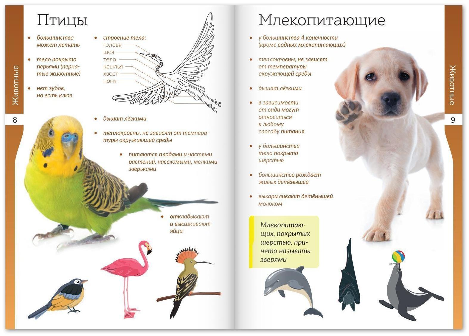 Набор книжек-шпаргалок «Мир природы и человека», 6 шт.